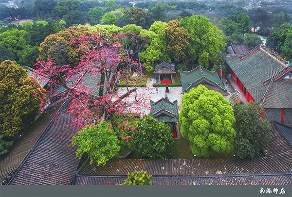 廣州第一批1-8號名木古樹均在黃埔南海神廟（圖）