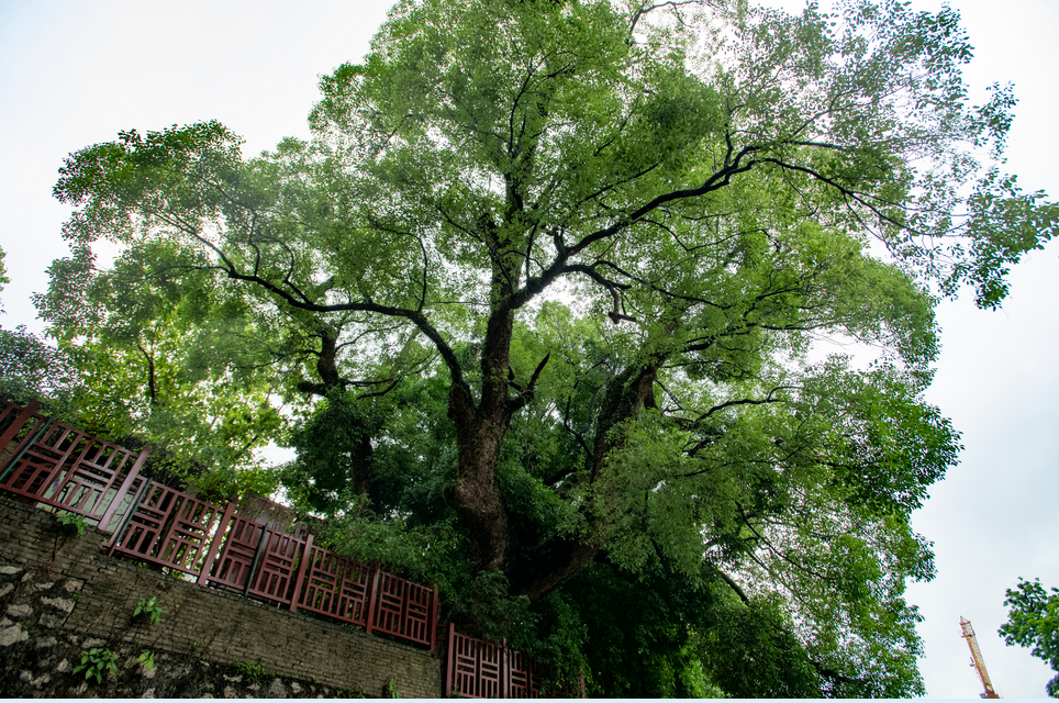 900歲+300歲！進來聽黃埔“千年孖生樹”的故事……