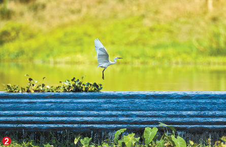 南崗河：建成碧道20多公裏，生態駁岸超90%