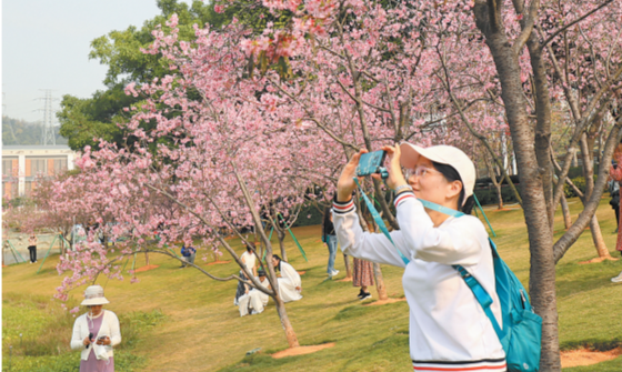 創業公園櫻花盛放