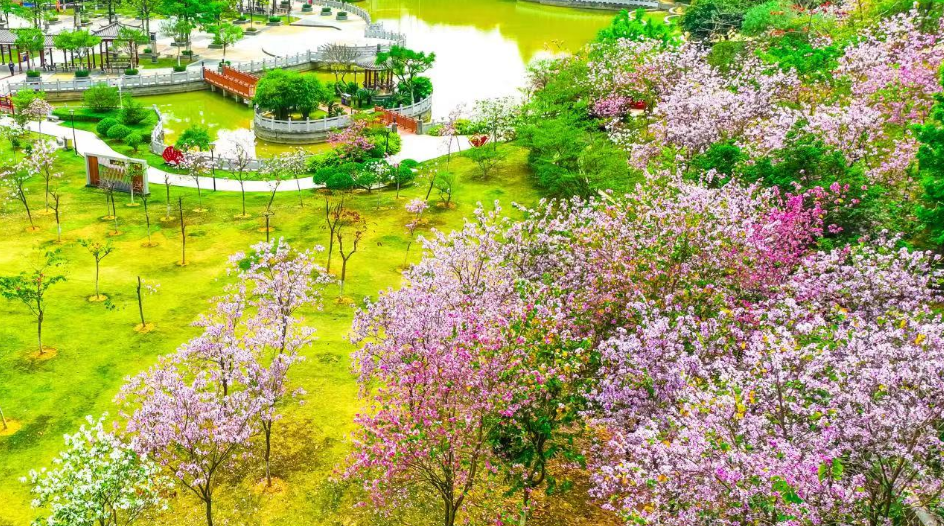 廣州黃埔：打造公園城市典範 推窗見綠抬腳進園