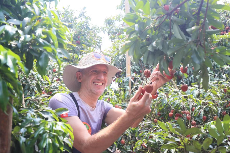 “以荔為媒”：樂享嶺南味，扮靚新農村