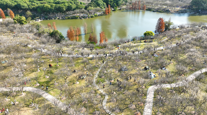 第14屆蘿崗香雪文化旅遊節開幕 到黃埔共度“梅”好時光